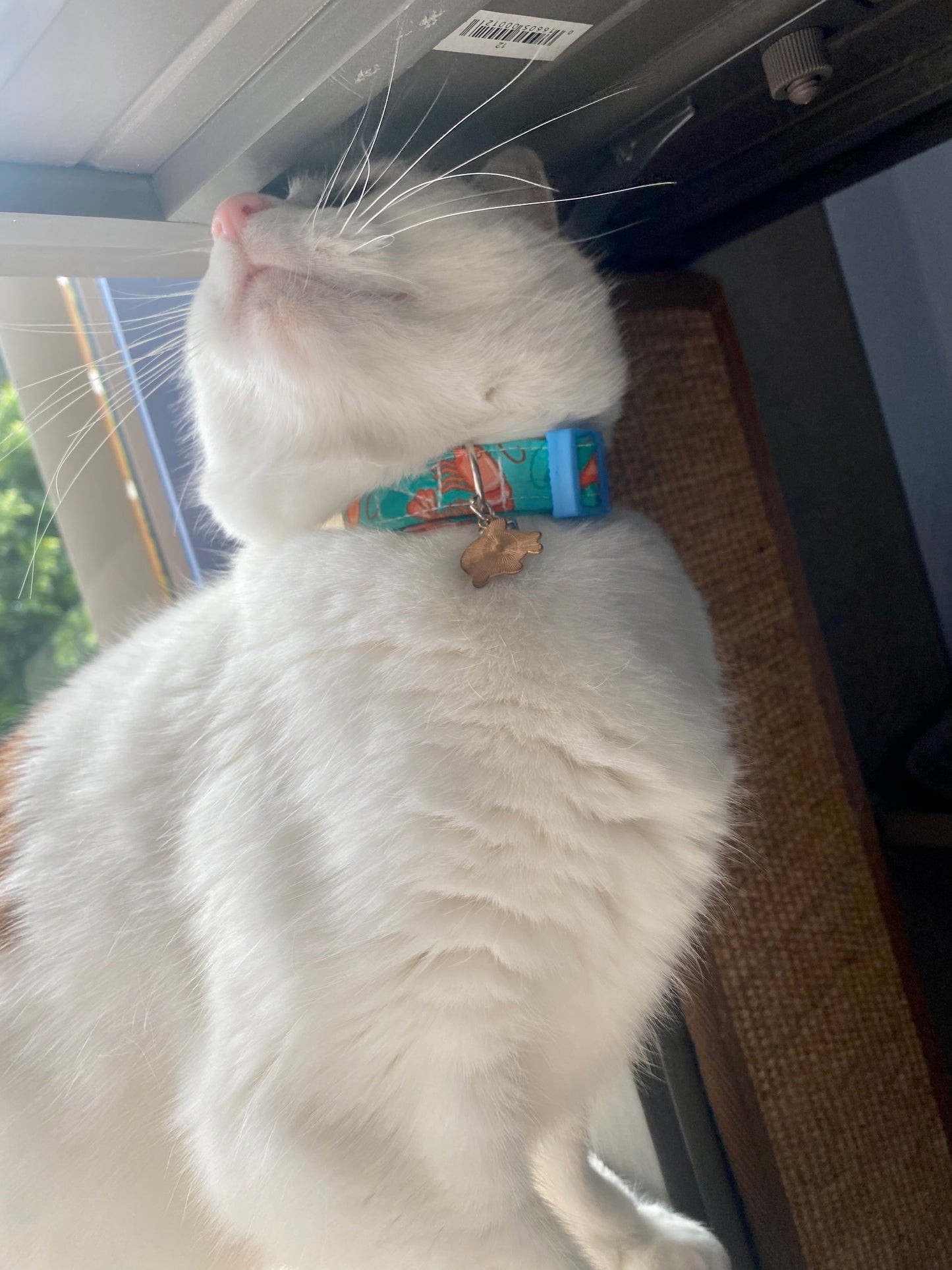 Prawn Cat Collar