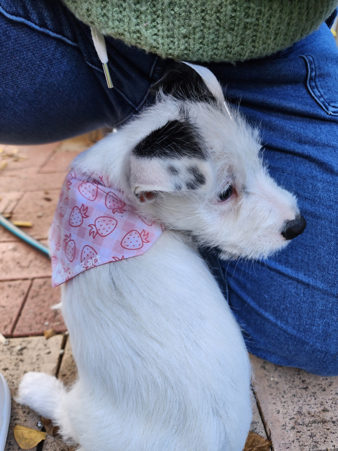 Strawberry Picnic Bandana