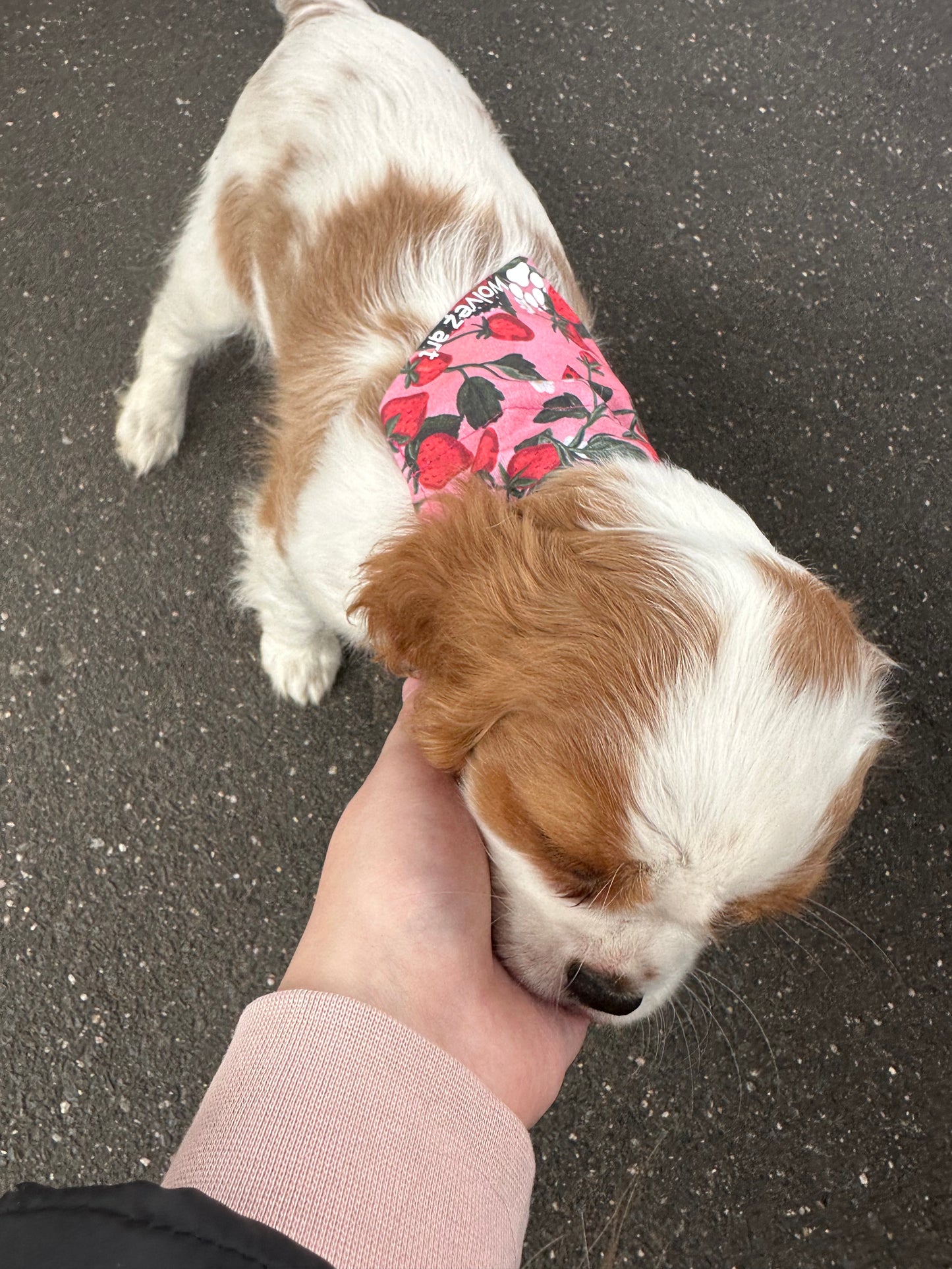 Strawberry Garden Bandana