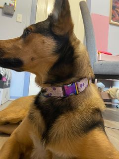 Purple Flower Dog Collar