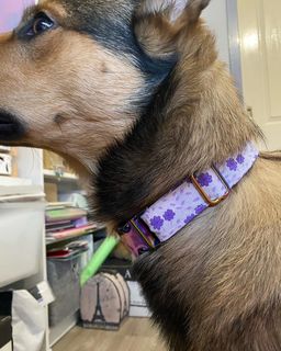 Purple Flower Dog Collar