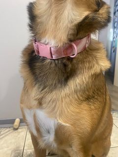 Pink Swirl Dog Collar