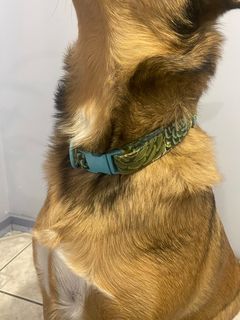 Succulent Dog Collar