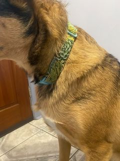 Succulent Dog Collar