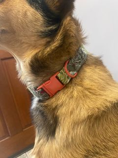 Succulent Dog Collar