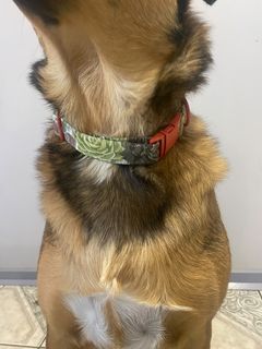 Succulent Dog Collar